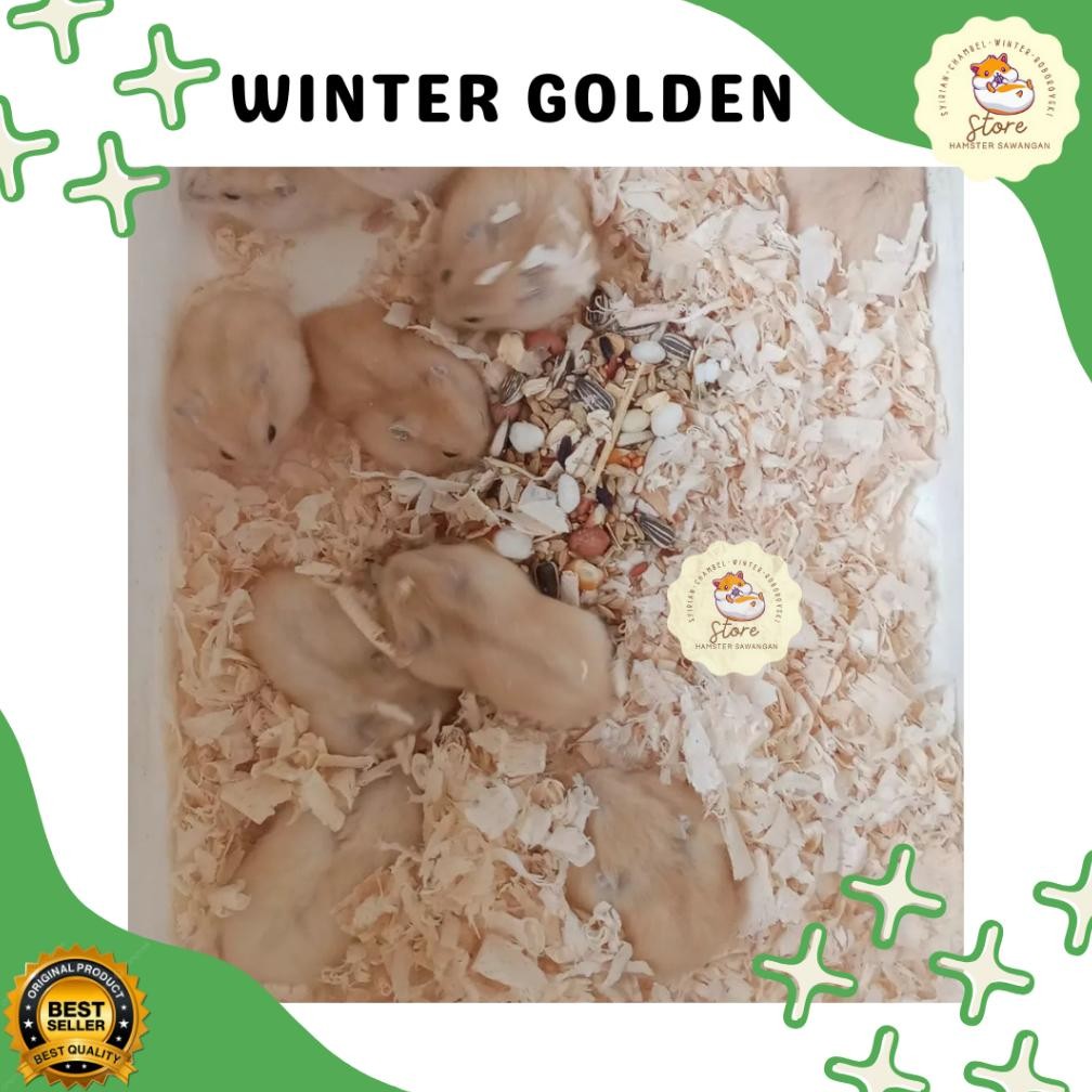 

Box Packing & Winter Golden Hamster Sehat Jinak Nugi