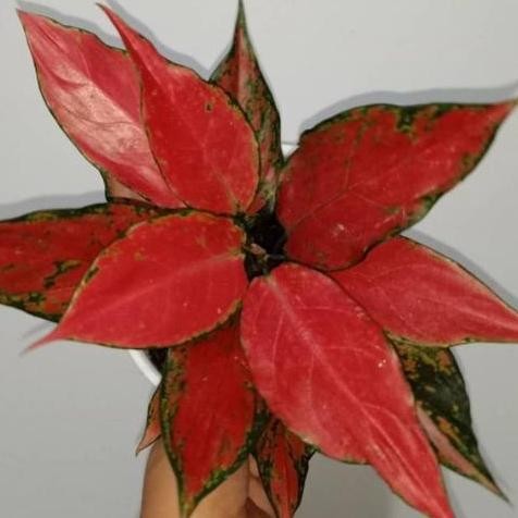 Aglonema Red Ruby Garuda Dewasa