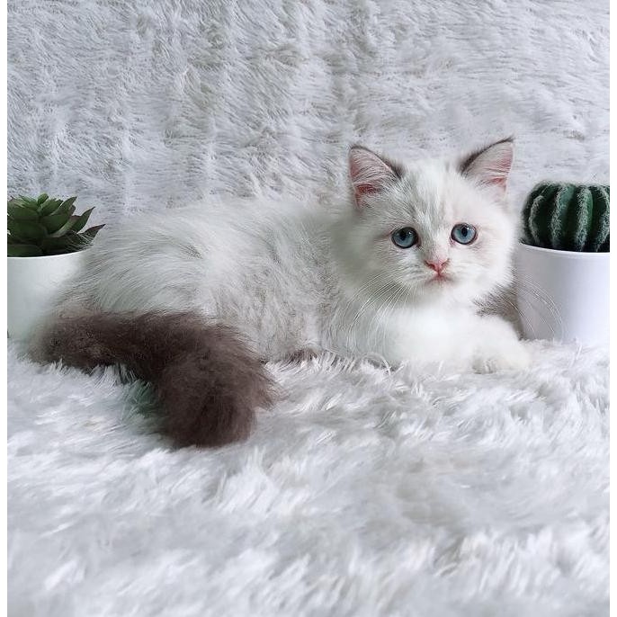 TERLARIS - kucing ragdoll jantan kitten