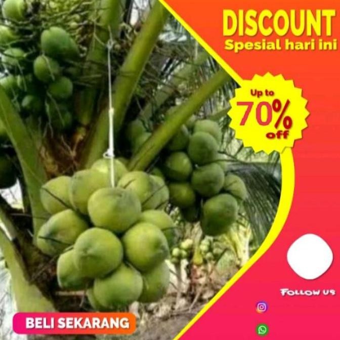 Terlaris Bibit kelapa Wulung Bibit Kelapa Wulung Asli // bibit kelapa