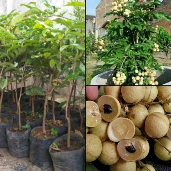 VIRAL Bibit Tanaman Kelengkeng Matalada Pohon Kelengkeng Matalada