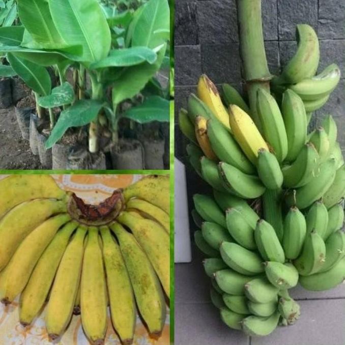 Bibit Pohon Pisang Raja Bulu Raja Cere MMZ