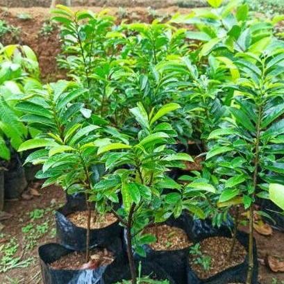 Terlaris Bibit Pohon Sirsak Madu Super/Bibit Pohon Sirsak Madu Jumbo