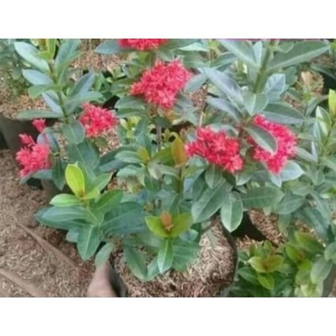 Terlaris Tanaman Bunga Asoka India / Soka India