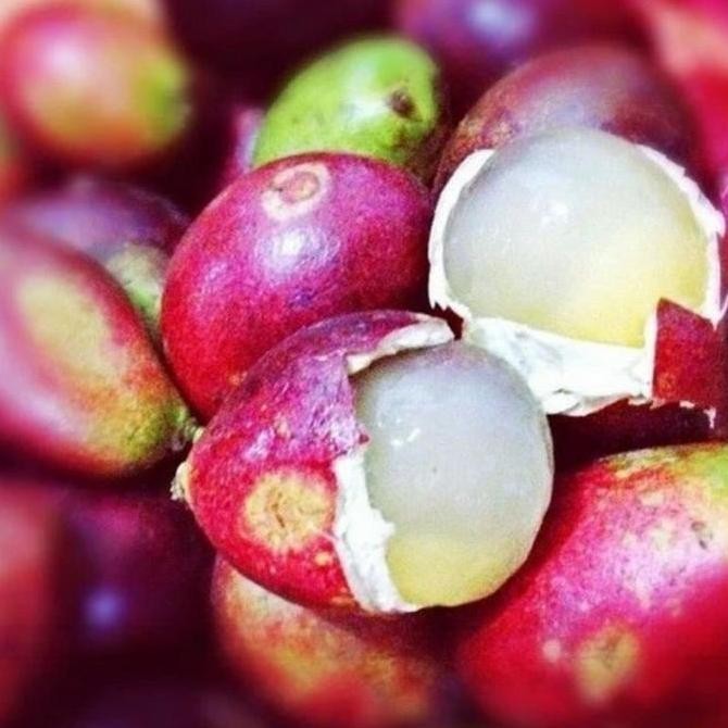 Paling Laris Bibit Tanaman Buah Matoa-Bibit Matoa-Bibit Matoa Cangkok