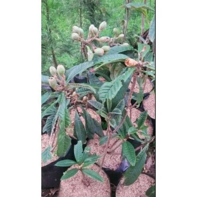 Terlaris Tanaman Bibit Buah Leci Biwa sudah berbuah dan berbunga