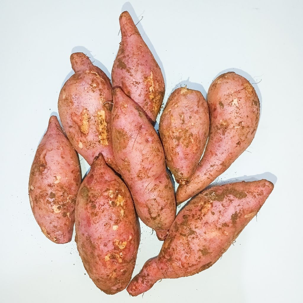 

UBI OREN MENTAH / UMBI OREN / TELO OREN / UBI ORANGE / TELO ORANGE