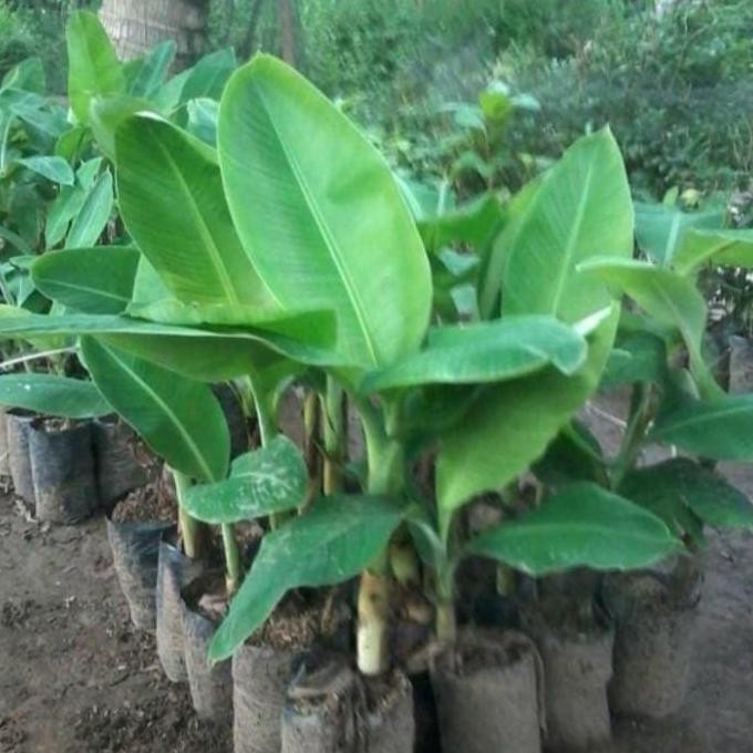 paket 4 bibit pisang cavendis, raja, emas, ambon unggul ber MMZ
