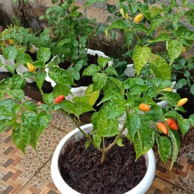 Pohon Cabe Rit Tanaman hias buah cabe