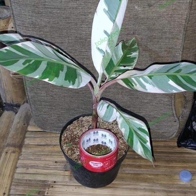 BIBIT PISANG VARIEGATA MUSAE Y MMZ