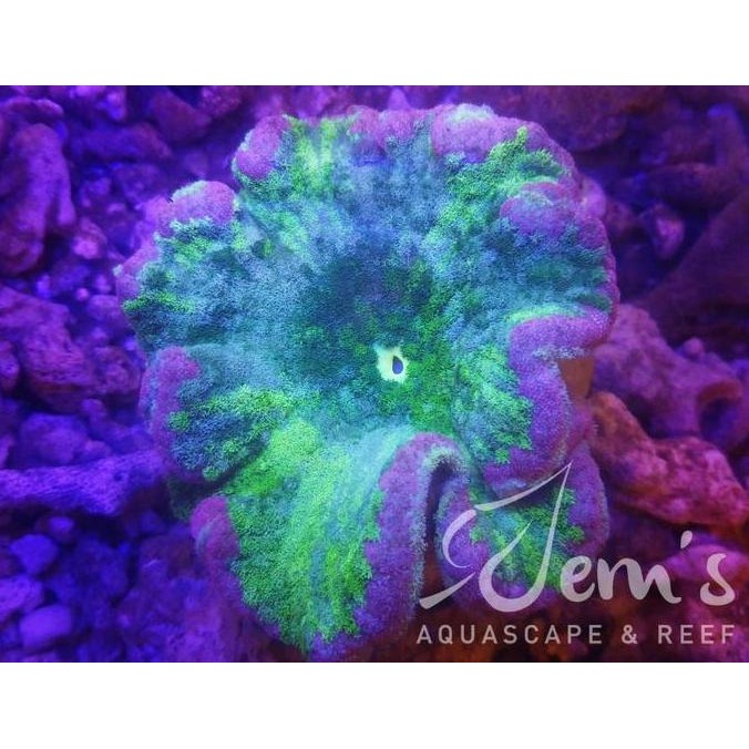 Anemon Karpet Hijau Metalik A (Green Saddle Carpet Anemone)