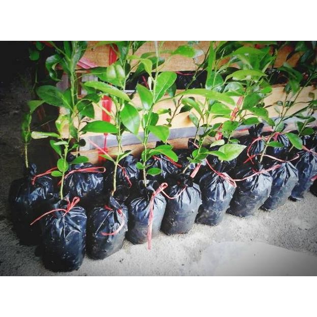Fx-45 Bibit Jeruk Jungga Asam Sundai Limau Sundai Fx-45