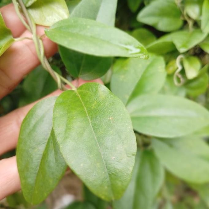 

Daun cincau rambat jely/bahan minuman cincau 100grm