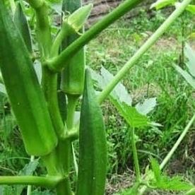 

Ready stock] (Grab or Gojek Only) OKRA Sayuran dahsyat obat kolesterol dan gula