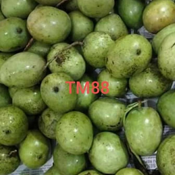 

Produk Baru!! Mangga Telur Fut Sai / Mangga Khas Fut Sai Segar