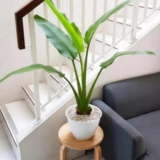 Pohon Pisang Kipas Tanaman Hias Bibit Pohon Pisang Kipas ATV