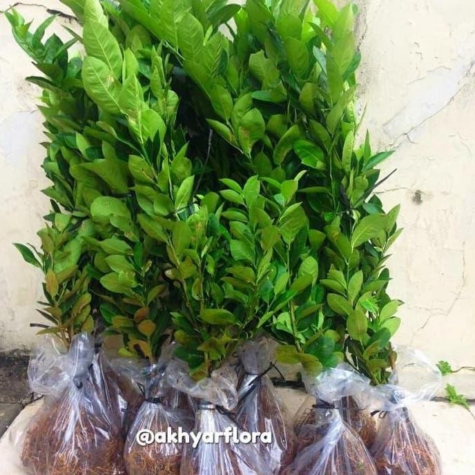 Bibit Jeruk Lemon Pohon Jeruk Lemon Tanaman Buah Jeruk Lemon