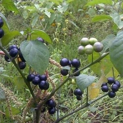 Bibit tanaman leunca/Pohon buah lenca herbal fres