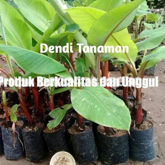 Bibit Pohon Pisang Raja Merah / Buah Pisang Raja 1