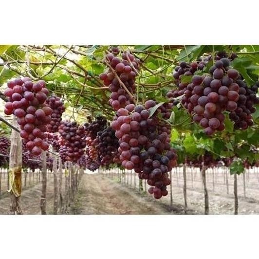 POHON Bibit Tanaman Buah Anggur Import Ninel cepat