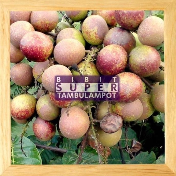 POHON Bibit Tanaman Buah Matoa Super Okulasi Stek