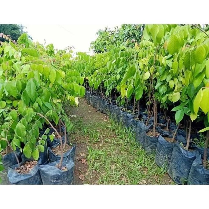 POHON VIRAL HANCUR BIBIT TANAMAN BUAH BLIMBING / BELIMBING MADU