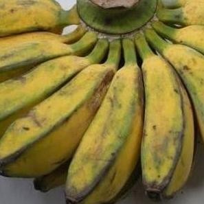 Bibit Pohon Pisang Kepok Super / Buah Pisang Kepok a