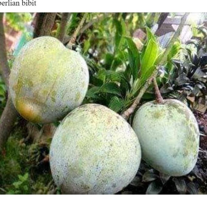 TEERCAYAA Bibit Buah Mangga Kelapa Super - Pohon Mangga Kelapa