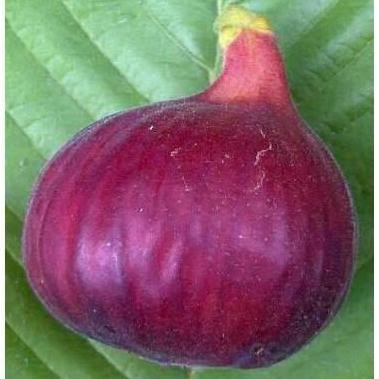 POHON Bibit Pohon Tin Jenis Red Palestine Buah dan Besar |