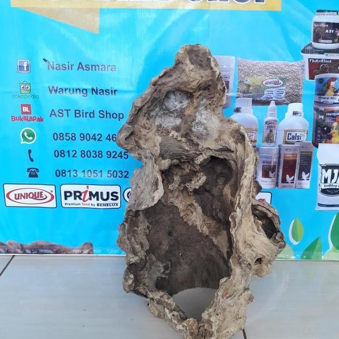 ready Hiding cave kayu kopi Aquascape