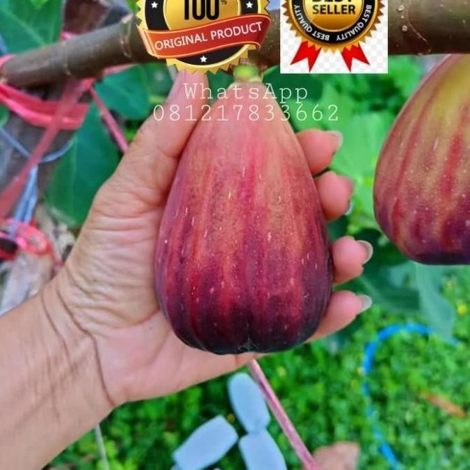 POHON bibit pohon tin jenis SUJU Super Jumbo cangkok tin buah