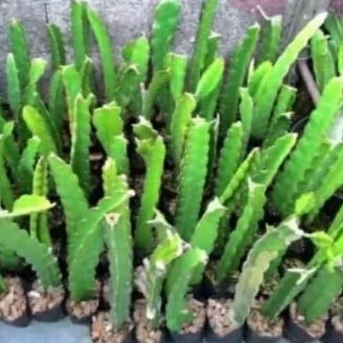 Pohon buah naga/ Bibit pohon buah naga