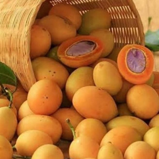 Bibit tanaman buah gandaria/Pohon buah gandaria