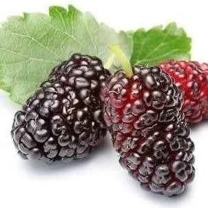 POHON Tanaman Buah Murbei Bibit Buah Murbei