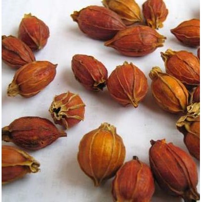 

Terlaris | Terbaru | Best Seller | Termurah 1Kg 1 Kg Shan Zhi Zi Fructus Gardenia Cape Jasmine Fruit Original | High Quality | Berkualitas