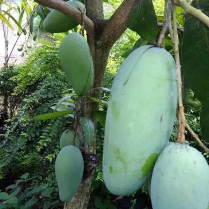 [Expert] bibit mangga golek madu