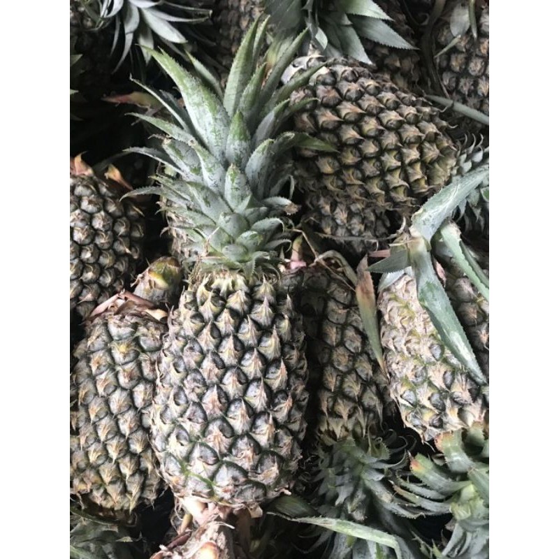 

[]COD[] __ BUAH NANAS PALEMBANG UKURAN 600-700GR