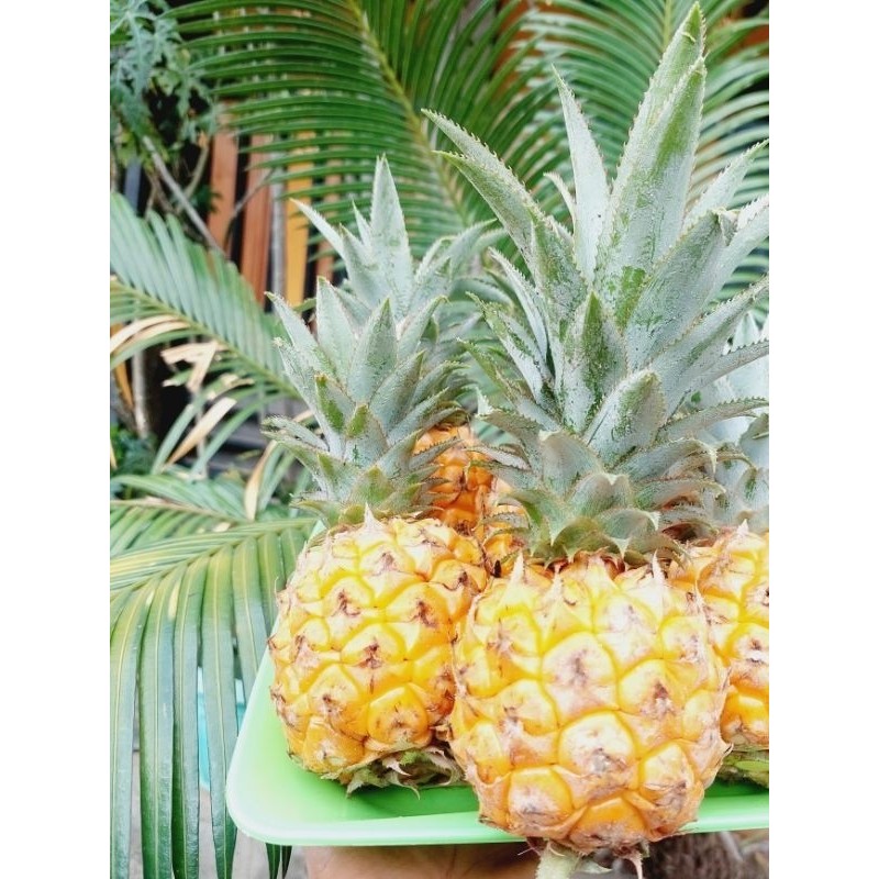 

[]COD[] __ nanas madu pemalang (isi 4 buah)