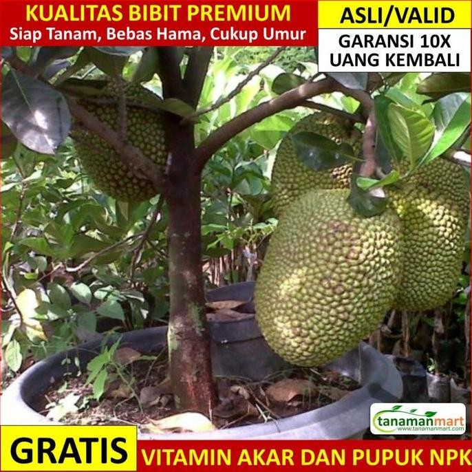 Original Bibit Tanaman Buah Nangka Mini Unggul Murah Bergaransi Shopee