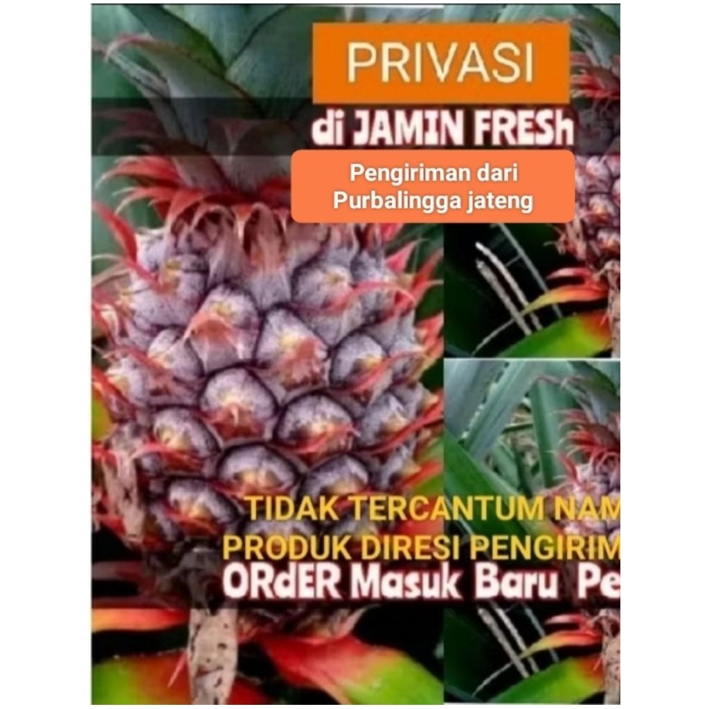 

[]COD[] __ NANAS MUDA/NANAS PELANCARHAID/NANAS HERBAL