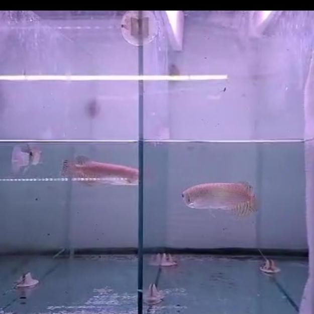 Arwana Green Pino Sortiraann Co