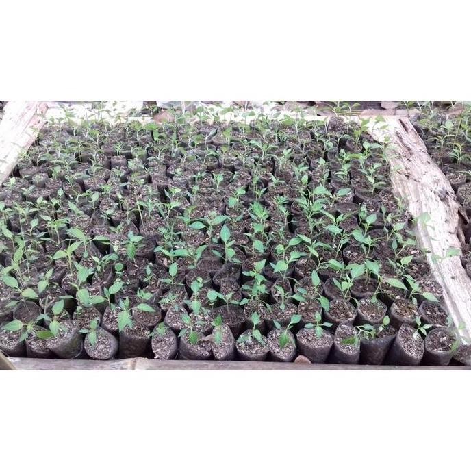 [Expert] 1000 Lembar - Polibag Semai Cabe Polybag Semai Benih Polibag Pembibitan