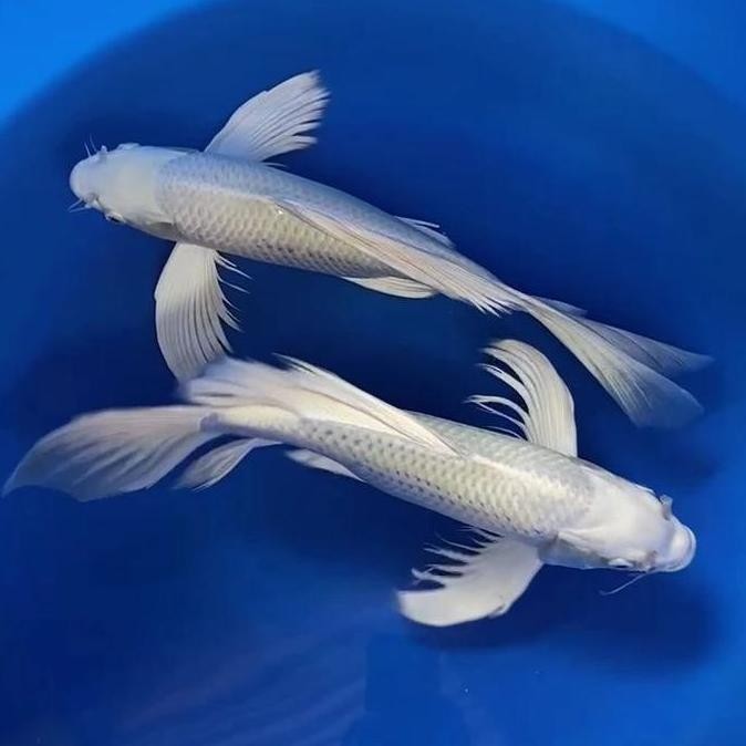 Ikan Koi Kumpay Platinum Size +/- 30-35 Cm Co