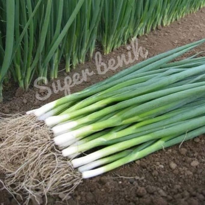 [Expert] 100 Biji - Benih Daun Bawang FRAGRANT dataran rendah