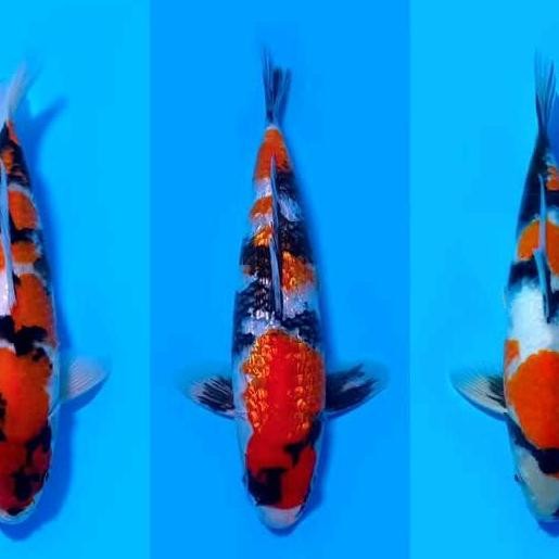 Ikan Koi Showa 40Cm Hiasan Aquarium Kolam Co