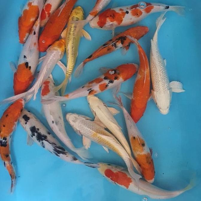 Paket Ikan Koi Blitar 20 Ekor 26-30Cm Co
