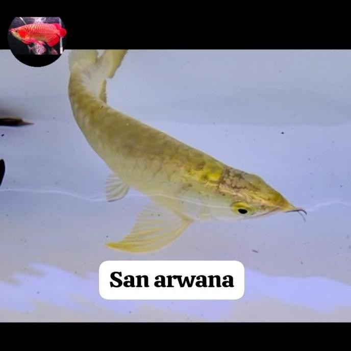 Ikan Arwana Golden Crossback 24K Arowana 24K Co