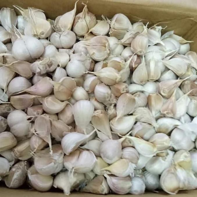 

Original Bawang Kating Import 500gr / 1kg - Bawang Putih Kualitas Premium Bersih