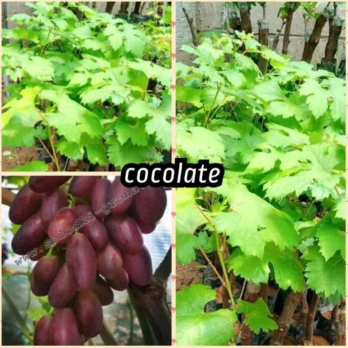 bibit anggur cocolate import stek batang