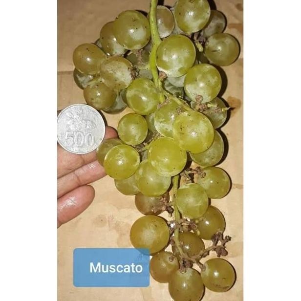 

BIBIT ANGGUR MUSCATO MANIS